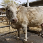 Szemle a Charolais Kft.-ben 2014.