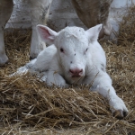 Szemle a Charolais Kft.-ben 2014.