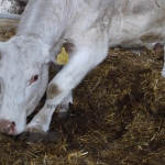 Szemle a Charolais Kft.-ben 2014.