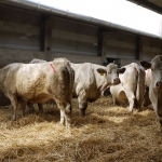 Szemle a Charolais Kft.-ben 2014.