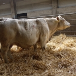 Szemle a Charolais Kft.-ben 2014.