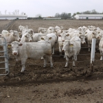 Szemle a Charolais Kft.-ben 2014.