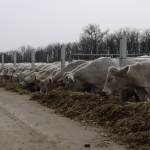 Szemle a Charolais Kft.-ben 2014.