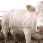 Szemle a Charolais Kft.-ben 2014.