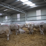 Szemle a Charolais Kft.-ben 2014.