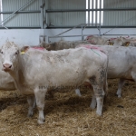 Szemle a Charolais Kft.-ben 2014.