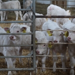 Szemle a Charolais Kft.-ben 2014.