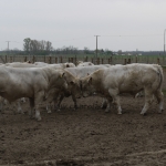 Szemle a Charolais Kft.-ben 2014.