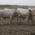 Szemle a Charolais Kft.-ben 2014.