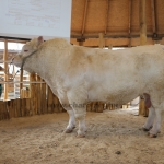 lamivasar160126