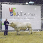 OMÉK 2013 képei