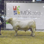 OMÉK 2013 képei