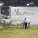 OMÉK 2013 képei