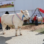 OMÉK 2017