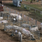 OMÉK 2017