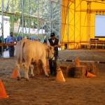 OMÉK 2017