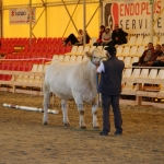 OMÉK 2017