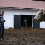 Törzstenyészeti szemle Sápi Ferencnél