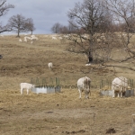 sepsichstvkis141113