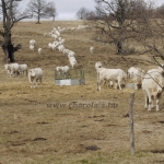sepsichstvkis141113