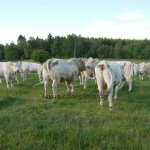 Svéd tanulmányút