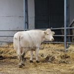 szerencsttsz151006