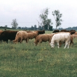 Tenyészetek