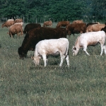 Tenyészetek