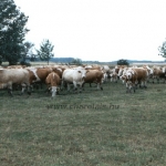 Tenyészetek