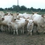 Tenyészetek