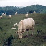Tenyészetek