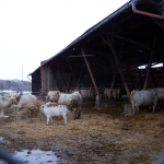 Verden 2006.02.8-13. 