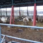 Verden 2006.02.8-13. 