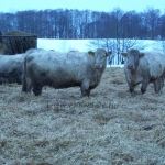 Verden 2006.02.8-13. 
