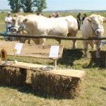 WCC2008
