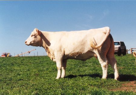 8. kép Ranch típusú ausztráliai embriódonor tehén (Domokos Zoltán, 2004)