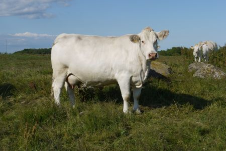 9. kép Svéd ranch típusú tehén (Domokos Zoltán, 2009)