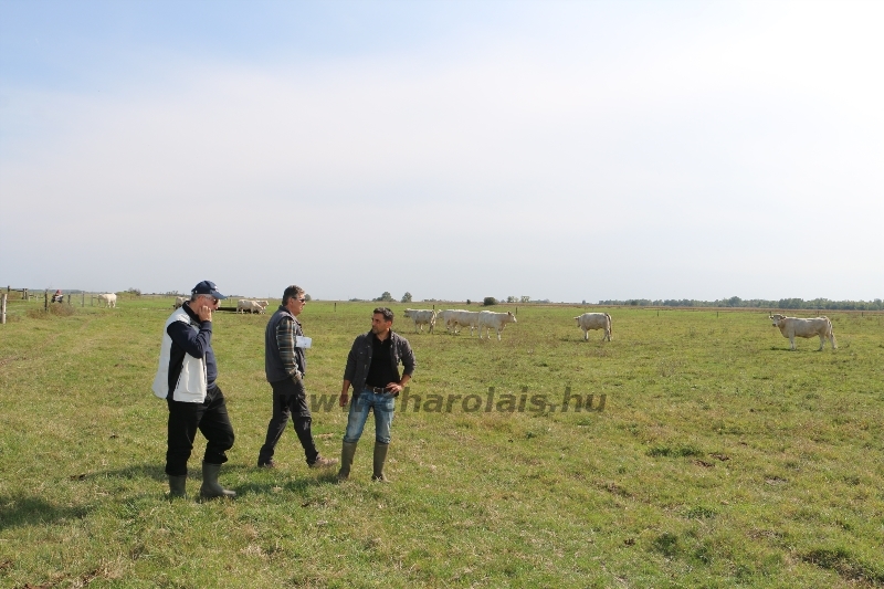 NPK Charolais Farm Kft. törzstenyészeti szemléje