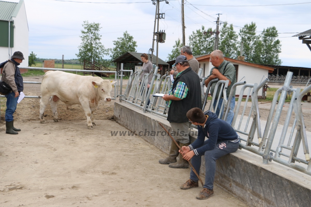 akasztongy150623