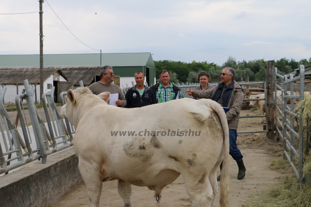akasztongy150623