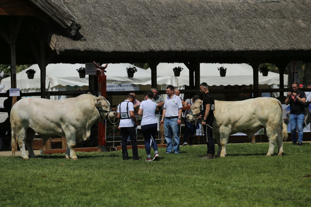 Hódmezővásárhely 2022