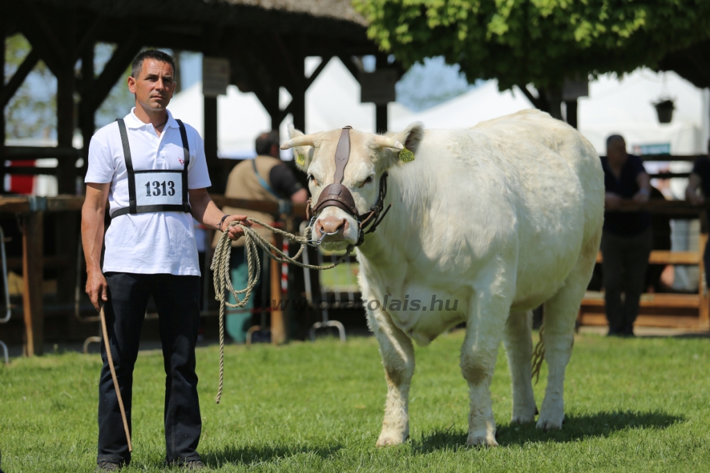 Hódmezővásárhely 2022