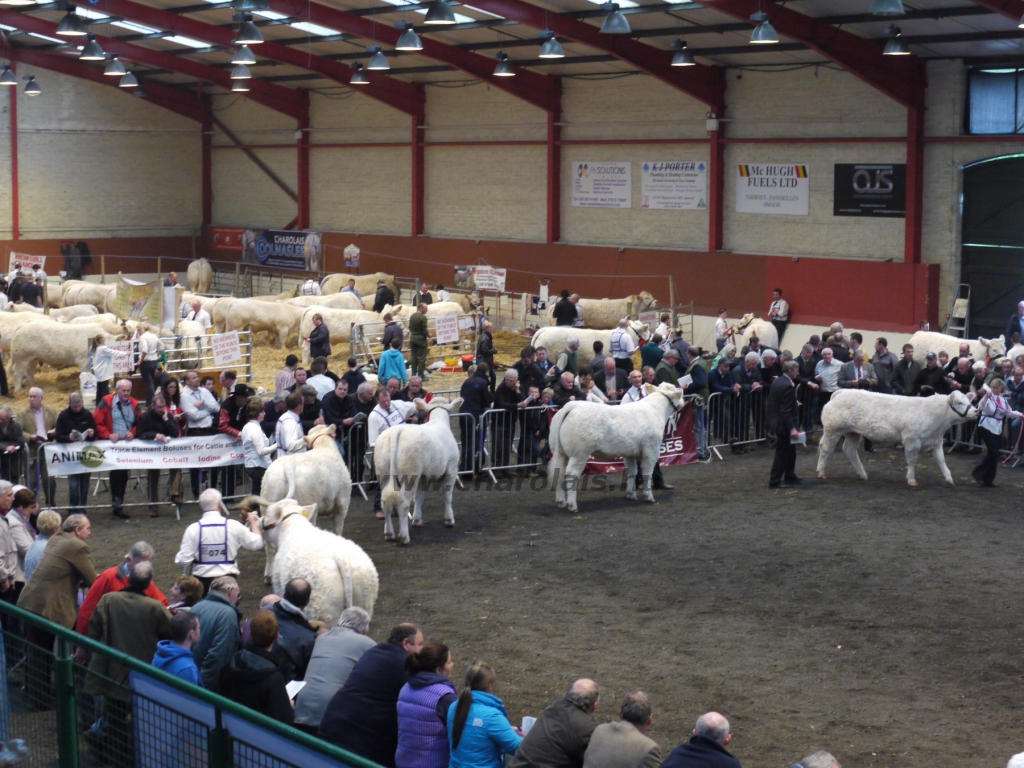WCC Nagy-Britannia 2012 - DZ
