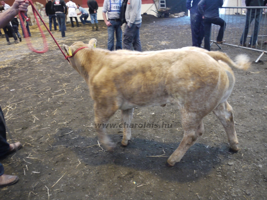 WCC Nagy-Britannia 2012 - DZ