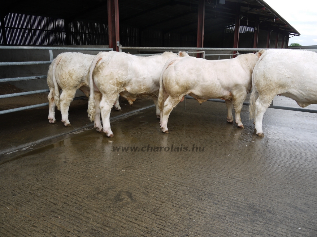 WCC Nagy-Britannia 2012 - DZ