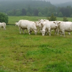 WCC Nagy-Britannia 2012 - DZ