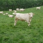 WCC Nagy-Britannia 2012 - DZ