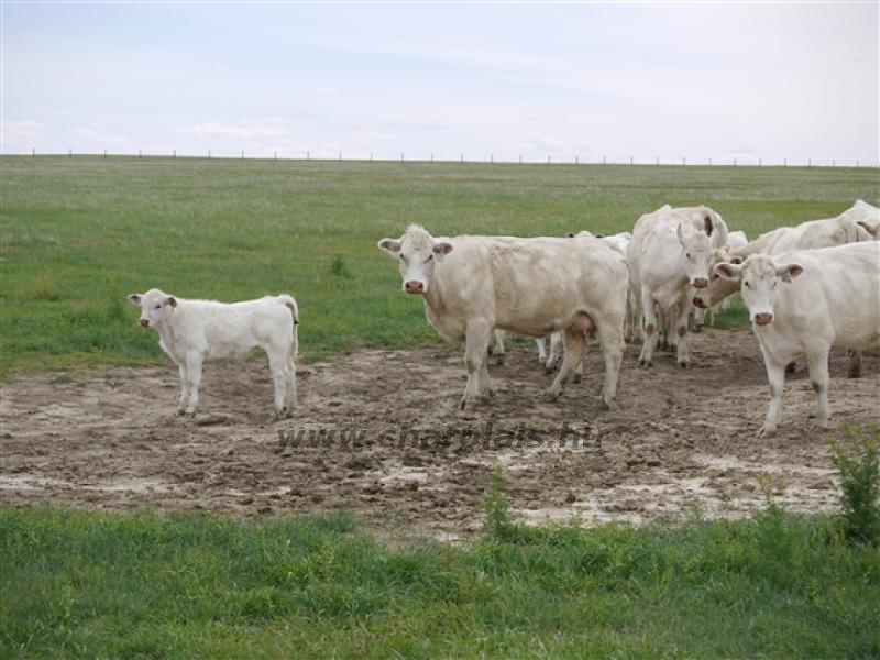 Világkongresszus USA 2010